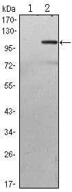 Monoclonal Mouse anti-Human TAB2 Antibody (clone 3B5, WB)