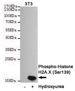Monoclonal Mouse anti-Mouse H2AFX / H2AX Antibody (phospho-Ser139, WB)