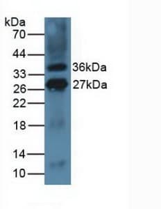 CD275 / B7-H2 / ICOS Ligand Antibody (aa58-249, Biotin)