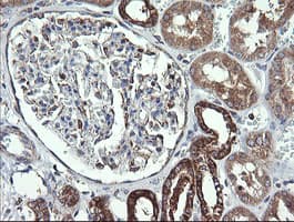 Monoclonal Mouse anti-Human COX6C Antibody (clone OTI4B11, Carrier-free, IHC, IF, WB)