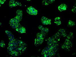 RNF144B Antibody (aa1-256, clone OTI6B5, Carrier-free)