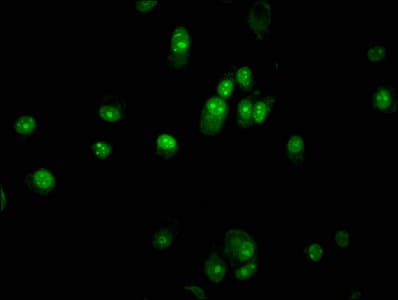 PAX5 Antibody