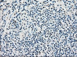 Monoclonal Mouse anti-Human CYPOR / POR Antibody (clone OTI3F10, IHC, IF, WB)