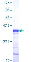 Human ANKRD30A / NY-BR-1 Protein (Recombinant GST, N-terminus)