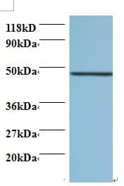 Cnpy2 / TMEM4 Antibody (Biotin)
