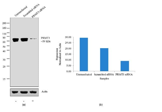 Monoclonal Mouse anti-Human PRMT3 Antibody (aa211-531)