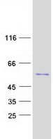 Human AZIN1 Protein (Recombinant Myc-DDK (Flag))
