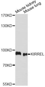 NEPH1 / KIRREL Antibody