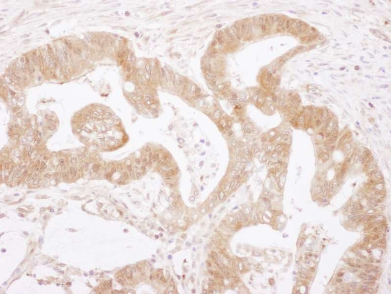 CASP3 / Caspase 3 Antibody (aa1-50)