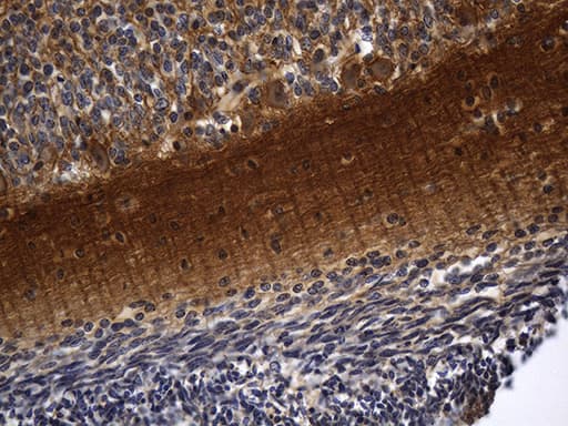 RGS17 / RGSZ2 Antibody (clone OTI6G3, Carrier-free)