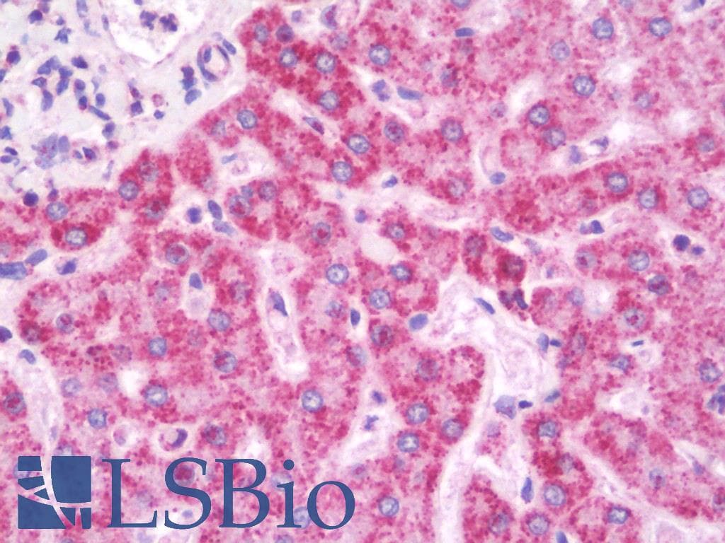 IHC-plus™ NDUFA4L2 Antibody (aa38-87)