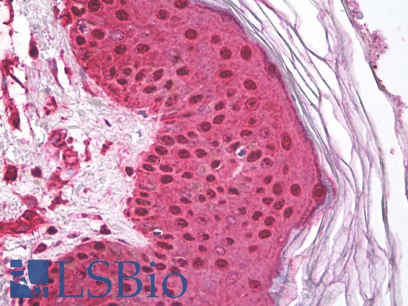 IHC-plus™ HSP70 / Heat Shock Protein 70 Antibody