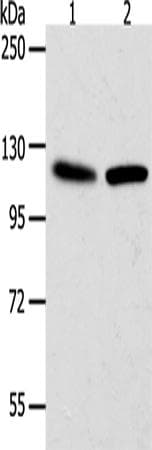 WDR6 Antibody