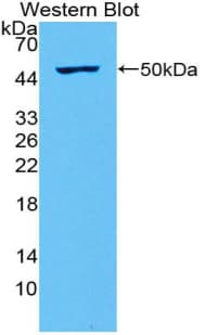 IFNL2 / IL28A Antibody (aa26-200)