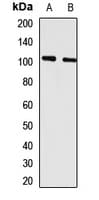 GPRC6A Antibody