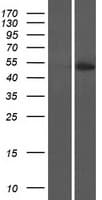 MAZ Protein (Over-Expression Lysate Myc-DDK (Flag))