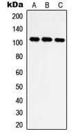 IARS2 Antibody (N-Terminus)