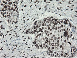 TLE1 / TLE 1 Antibody (aa180-460, clone OTI1H2, Carrier-free)