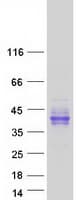 Human LRRC55 Protein (Recombinant Myc-DDK (Flag))