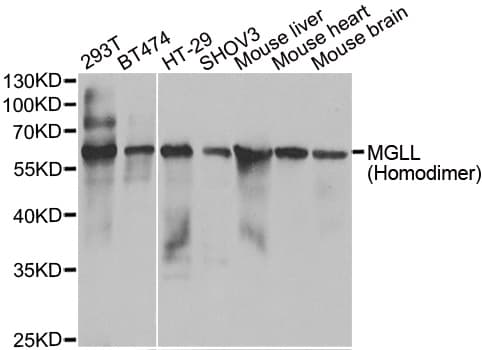 MGLL / Monoacylglycerol Lipase Antibody
