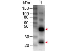 Rabbit Anti-Human IgG Secondary Antibody (Biotin)