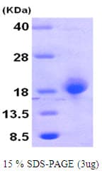 Human MYD118 / GADD45B Protein (Recombinant)