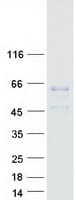 Human LGMN / Legumain Protein (Recombinant Myc-DDK (Flag))