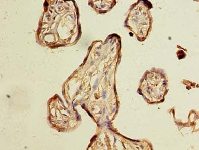 NXNL2 Antibody