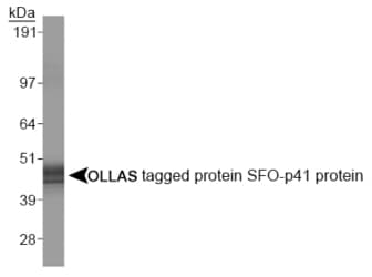 OLLAS Tag Antibody (Extracellular Domain, clone L2)