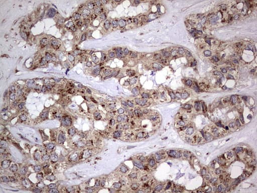 DOCK8 Antibody (aa832-1160, clone OTI4H10)