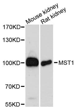 MST1 Antibody