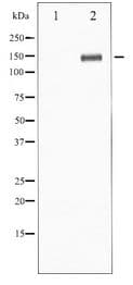 PLCG1 Antibody