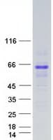 Human VANGL1 Protein (Recombinant Myc-DDK (Flag))