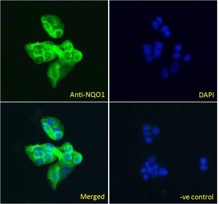 IHC-plus™ NQO1 Antibody (aa263-274)