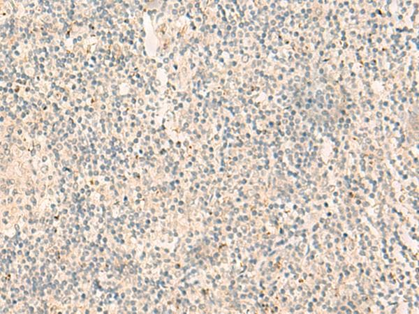 NGEF / EPHEXIN Antibody