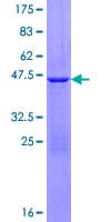 Human HINT2 Protein (Recombinant GST)