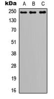 NOTCH3 Antibody (Internal)