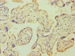 KCNJ10 / SESAME / KIR4.1 Antibody (aa165-379, Biotin)