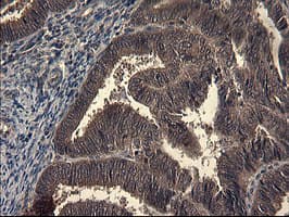 IDO1 / IDO Antibody (clone OTI1E11)