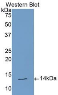 CLCF1 Antibody (aa88-190)