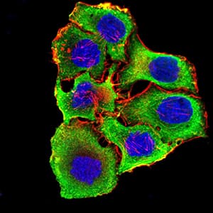 Monoclonal Mouse anti-Human CHRNA3 Antibody (clone 6D3A10, IHC, WB)