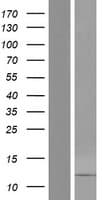 DEFB106B Protein (Over-Expression Lysate Myc-DDK (Flag))