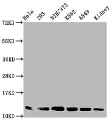 HIST1H4I Antibody