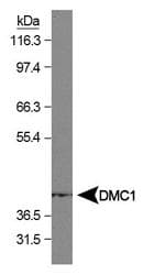 DMC1 Antibody (clone 1D12/4)
