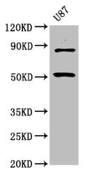 Polyclonal Rabbit anti-Human BHLHE41 / BHLHB3 / SHARP1 Antibody (WB)