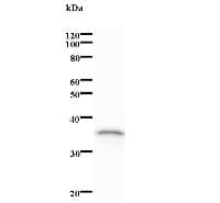 SND1 Antibody (clone 287C1a)