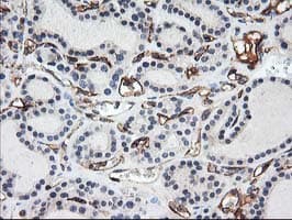 Adiponectin Antibody (aa19-244, clone OTI1H1, Carrier-free)