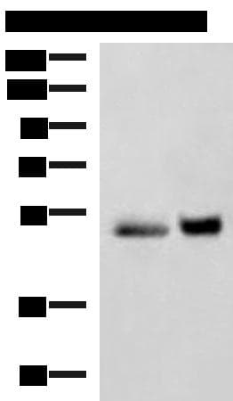 SIGLEC6 Antibody