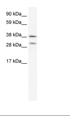 NKX2-3 Antibody (aa34-83)