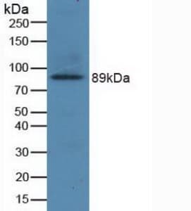 GRIN2B / NMDAR2B / NR2B Antibody (aa35-557, PE)